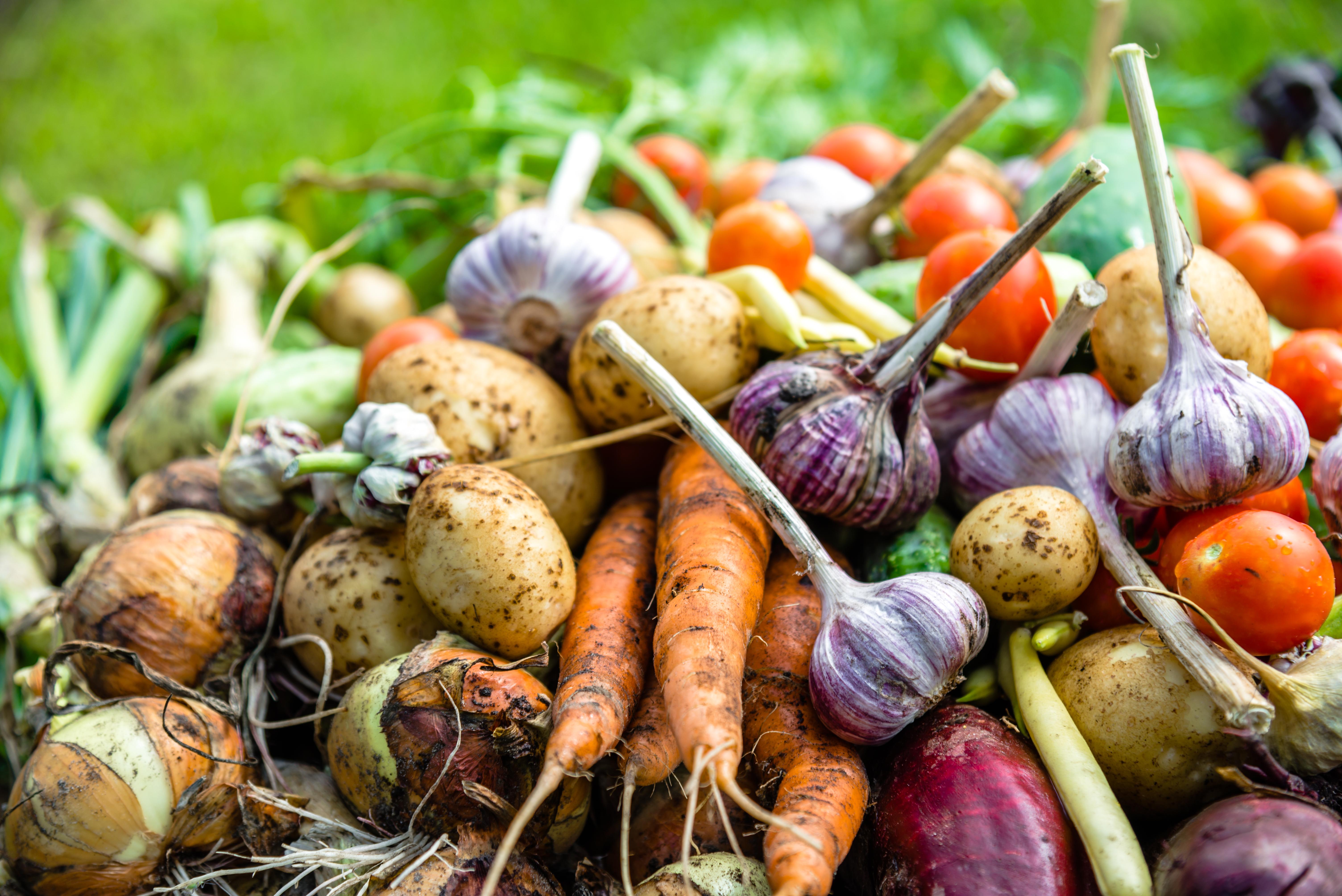 Verschiedenes frisch geerntetes Gemüse liegt auf dem Boden