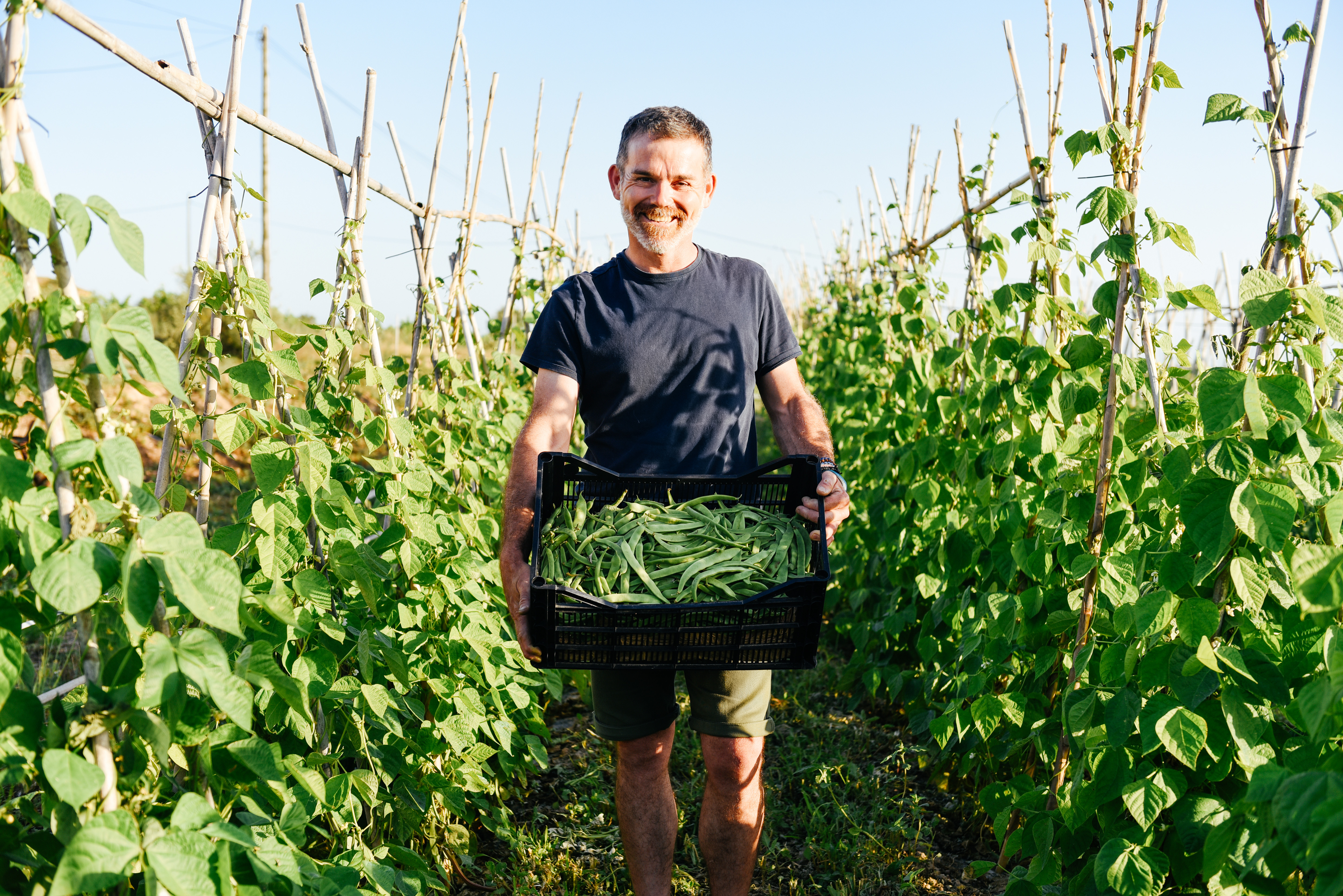 Ein Mann steht auf einem Feld und hält eine Kiste mit grünen Bohnen